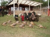Bukkepral 2011